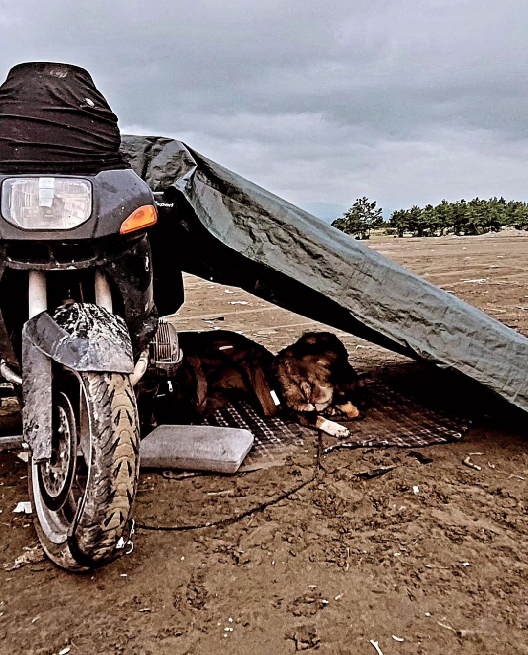Veranstaltungsbild für Talk: Eva Strehler – Frau, Hund und Gespann